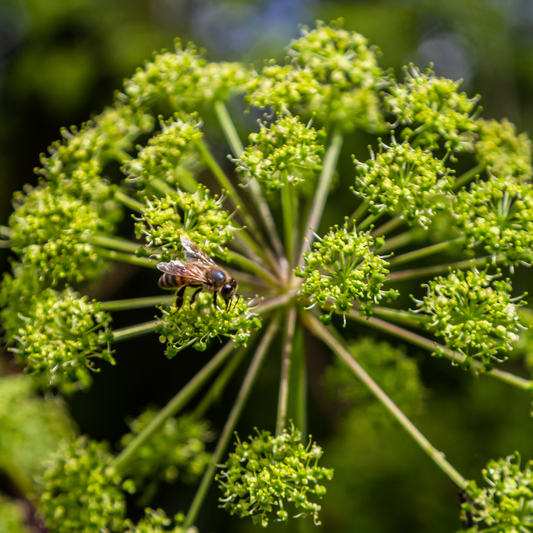 Angelica Flower Essence Drop