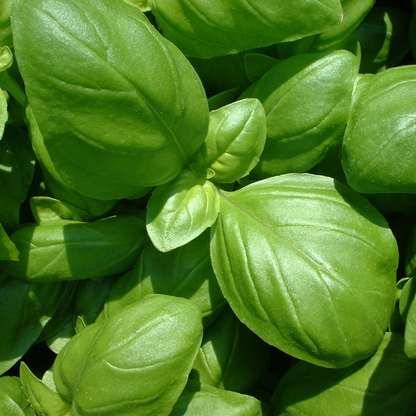 Basil Essential Oil