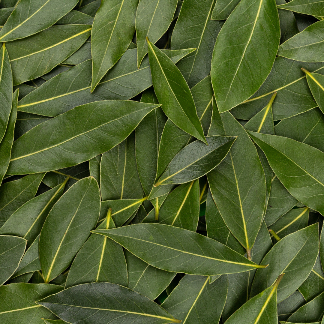 Bay Laurel Essential Oil
