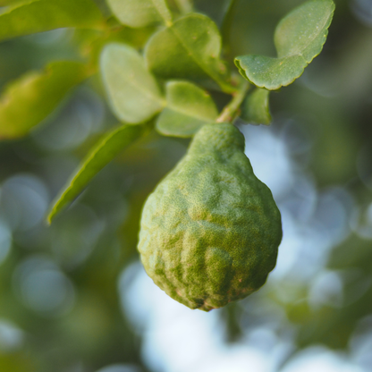 Bergamot Essential Oil