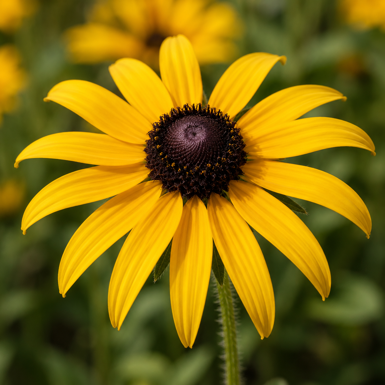 Black Eyed Susan Flower Essence Drop