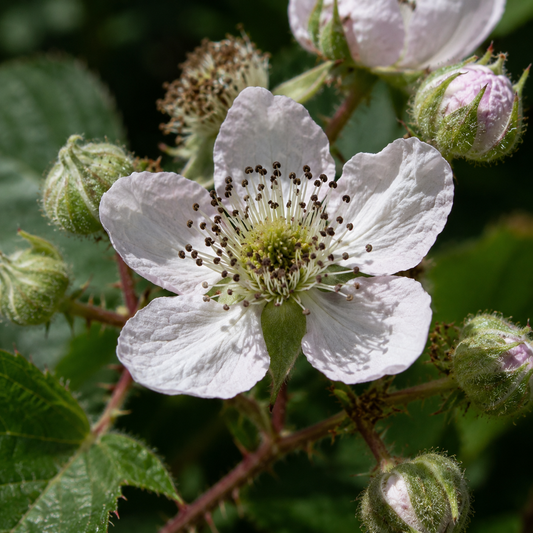 Blackberry Flower Essence Drop