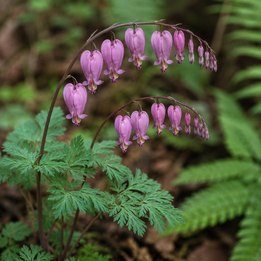 Bleeding Heart Flower Essence Drop