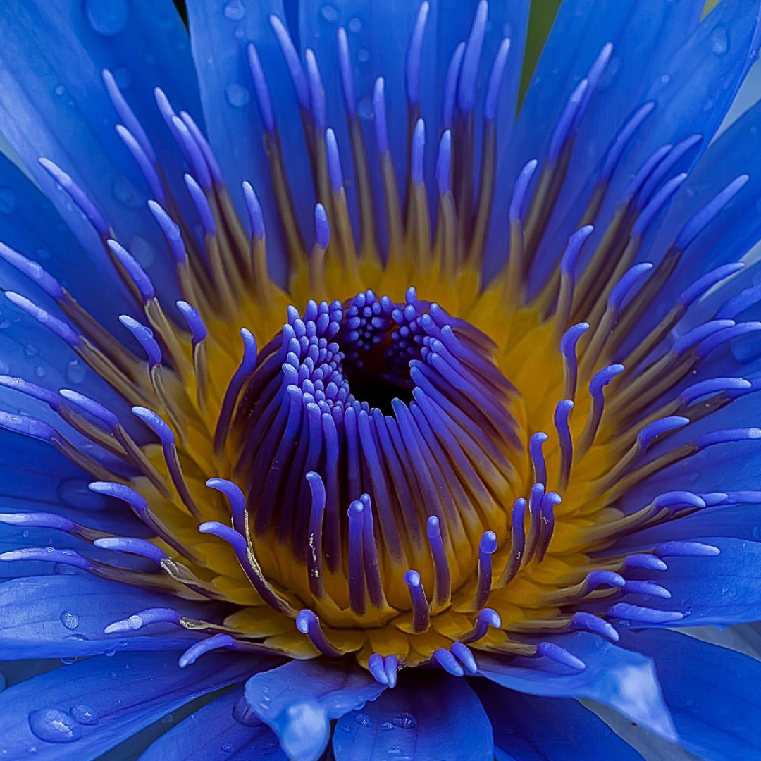 Nymphaea caerulea- Blue Lotus Glycerite