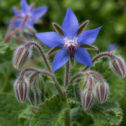 Borage Flower Essence Drop