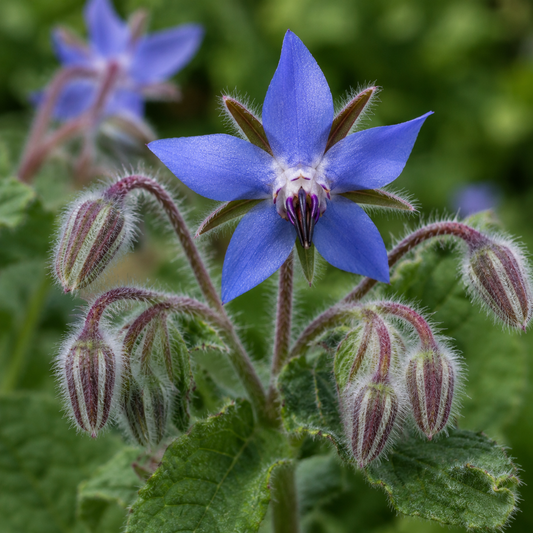 Borage Flower Essence Drop