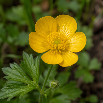 Buttercup Flower Essence Drop