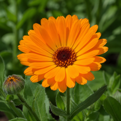 Calendula Flower Essence Drop