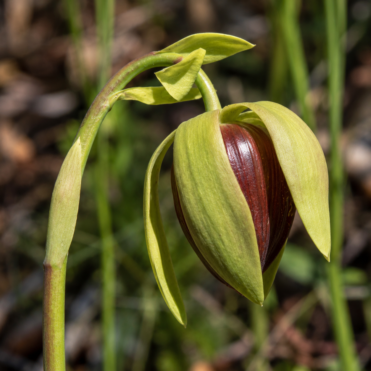 California Pitcher Plant Flower Essence Drop