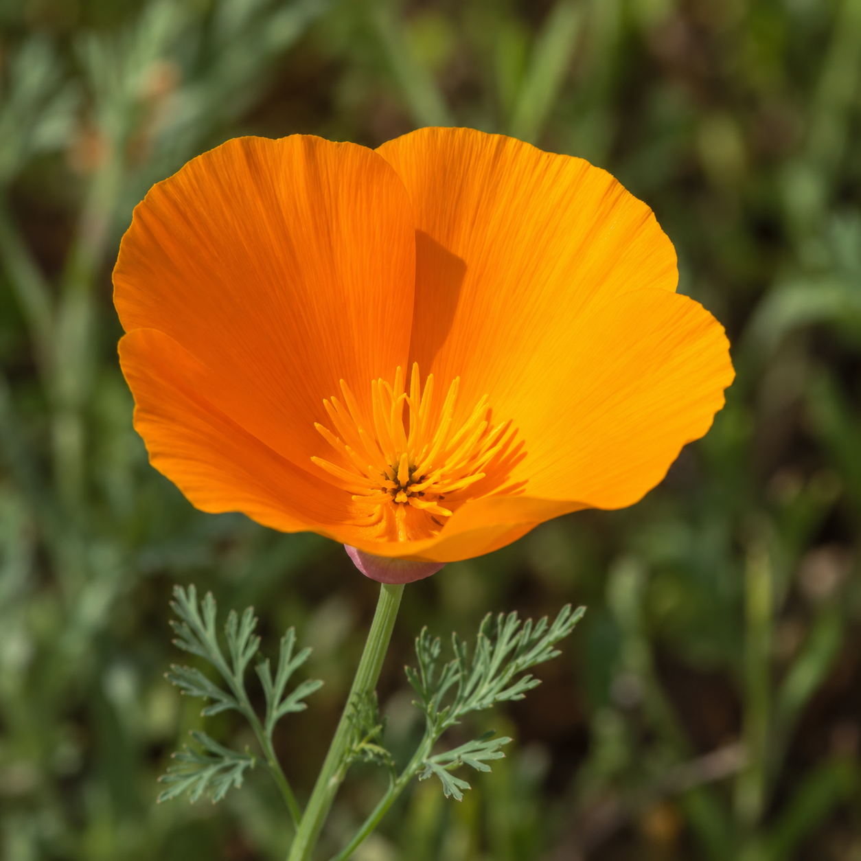 California Poppy Flower Essence Drop