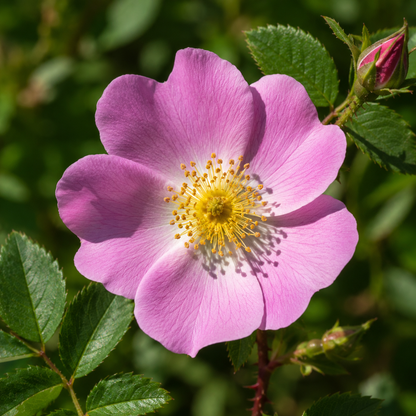 California Wild Rose Flower Essence Drop