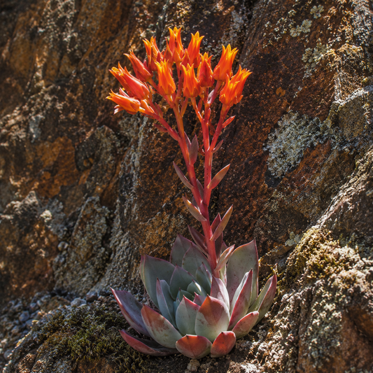 Canyon Dudleya Flower Essence Drop