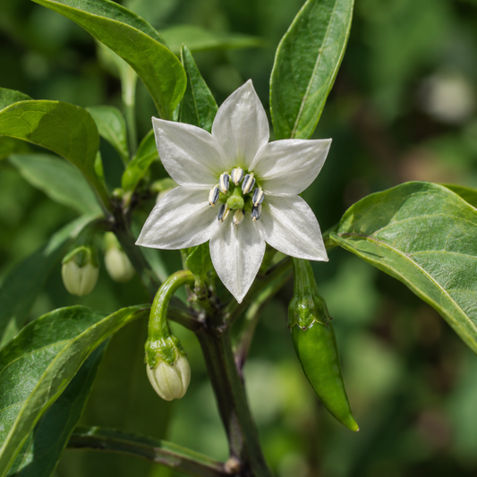 Cayenne Flower Essence Drop