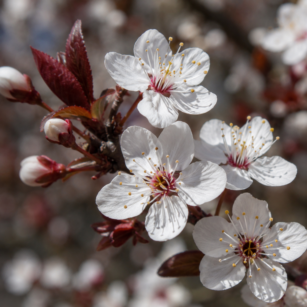 Cherry Plum Flower Essence Drop
