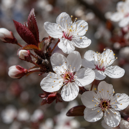 Cherry Plum Flower Essence Drop