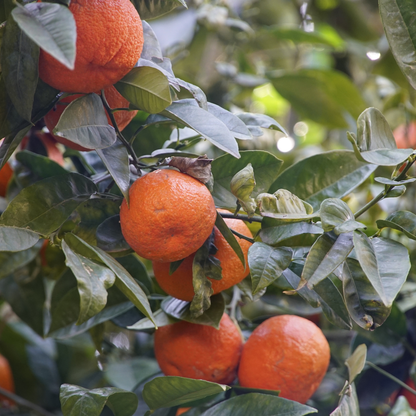 Clementine Essential Oil