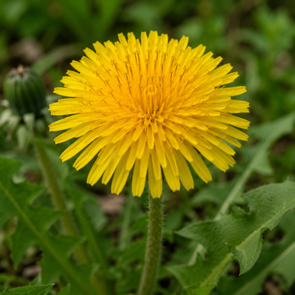Dandelion Flower Essence Drop