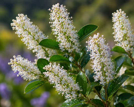 Deerbrush Flower Essence Drop
