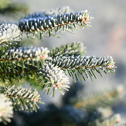 Douglas Fir Essential Oil