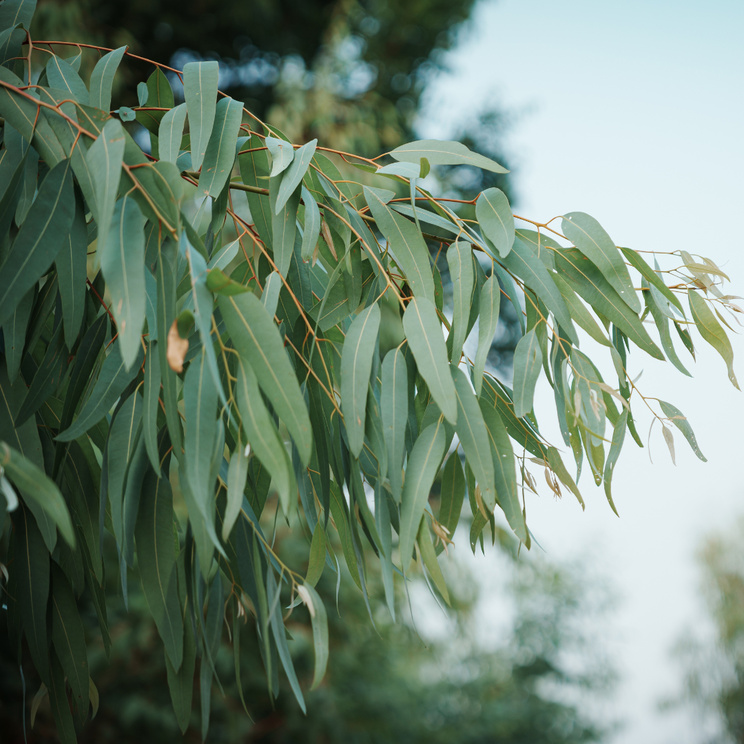 Eucalyptus Globulus Essential Oil