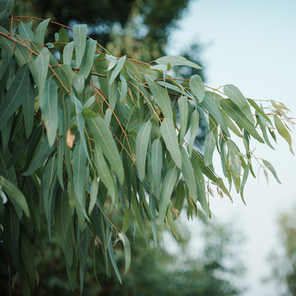 Eucalyptus Globulus Essential Oil