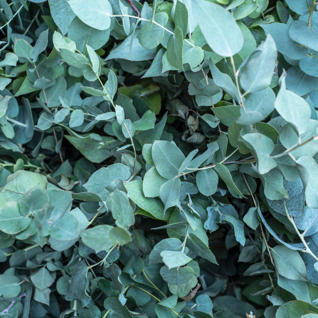 Eucalyptus radiata Essential Oil