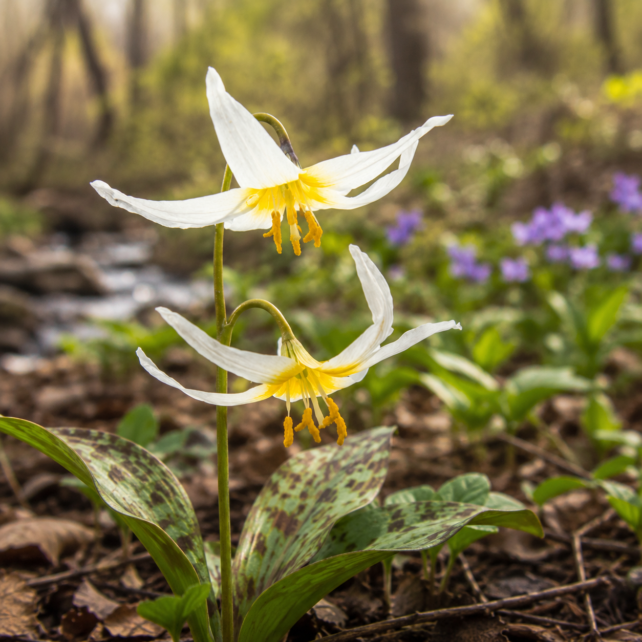Fawn Lily Flower Essence Drop