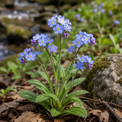 Forget Me Not Flower Essence Drop