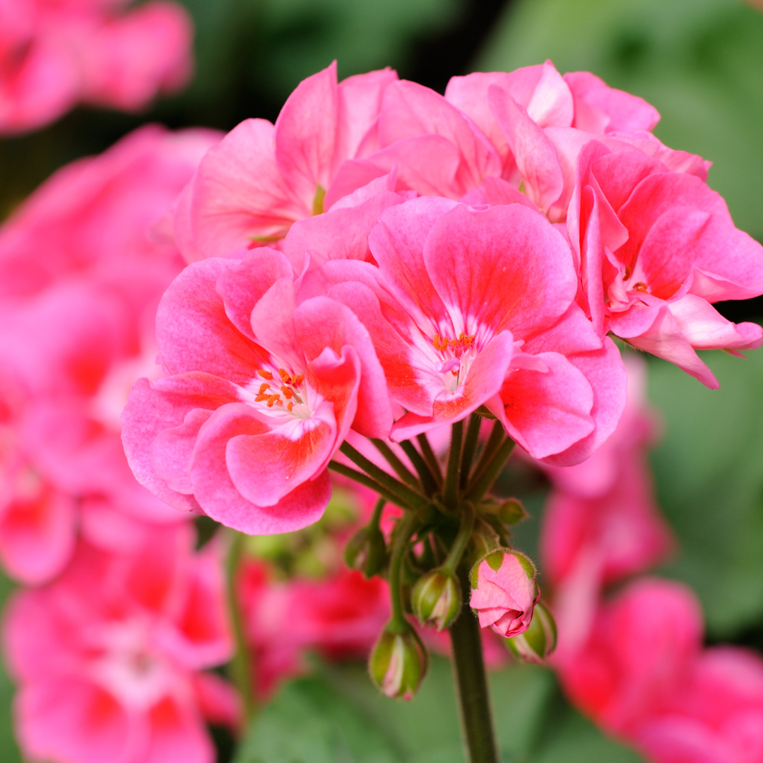 Geranium Essential Oil