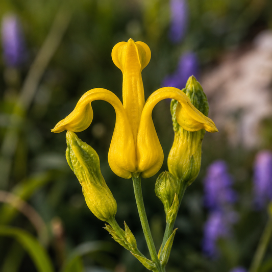 Golden Ear Drops Flower Essence Drop