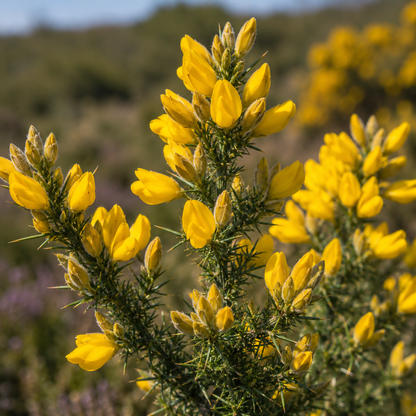 Gorse Flower Essence Drop