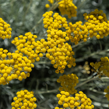 Helichrysum 10% Essential Oil