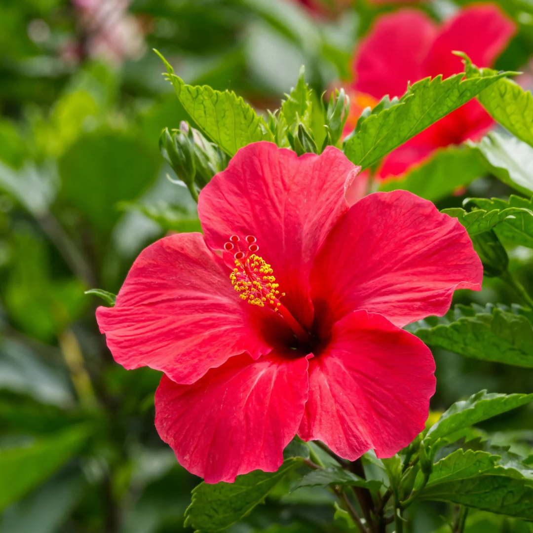 Hibiscus sabdariffa- Hibiscus Glycerite