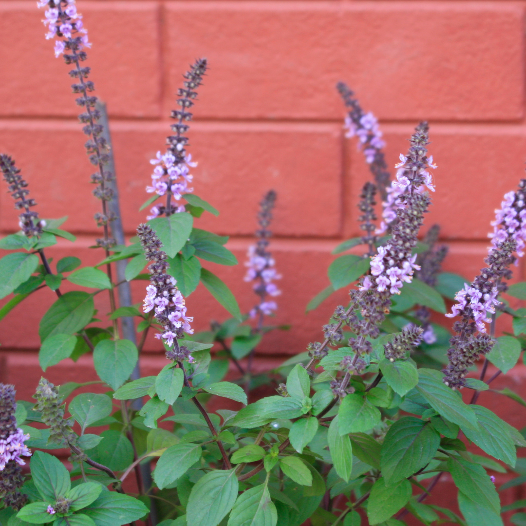 Ocimum tenuiflorum- Holy Basil (Tulsi) Glycerite
