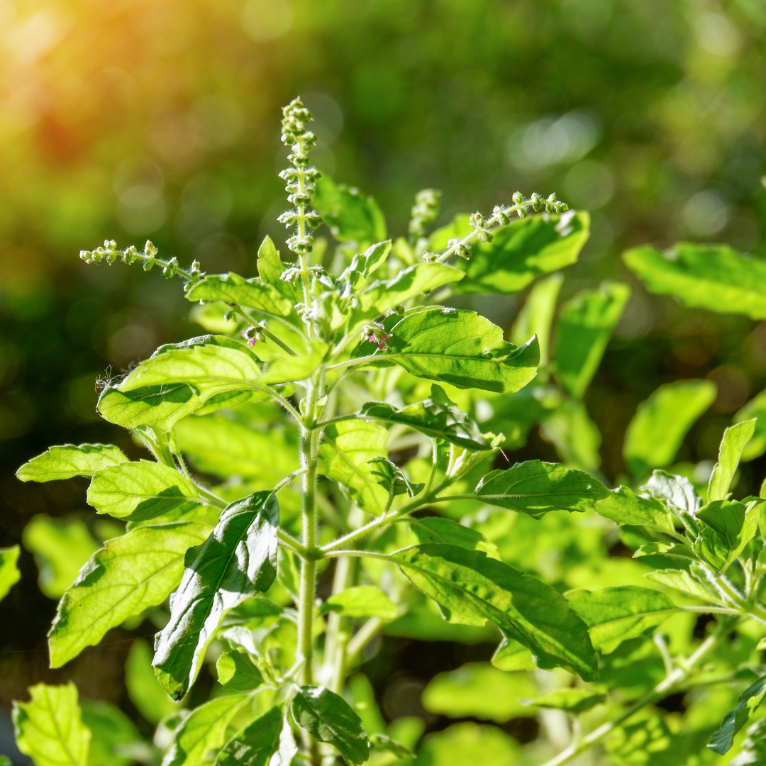 Holy Basil Essential Oil