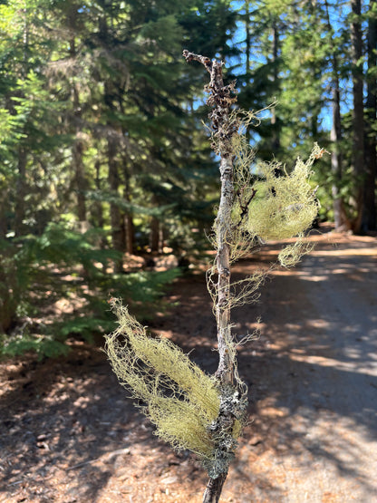 Usnea spp- Usnea Tincture