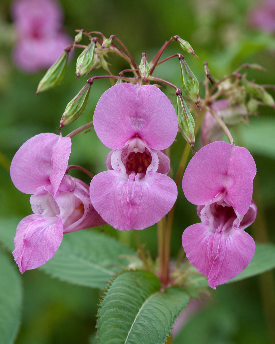 Impatiens Flower Essence Drop