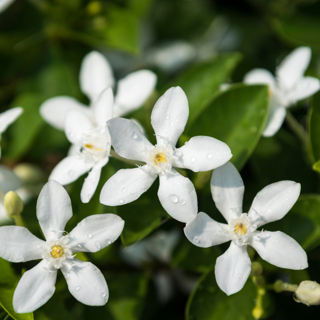 Jasmine Absolute 10% Essential Oil
