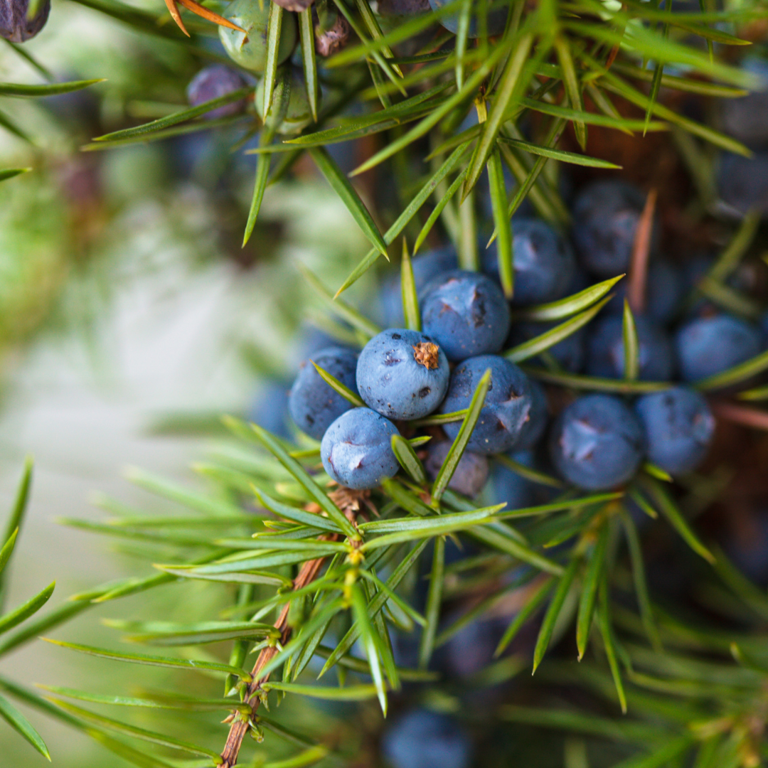 Juniper Berry Essential Oil
