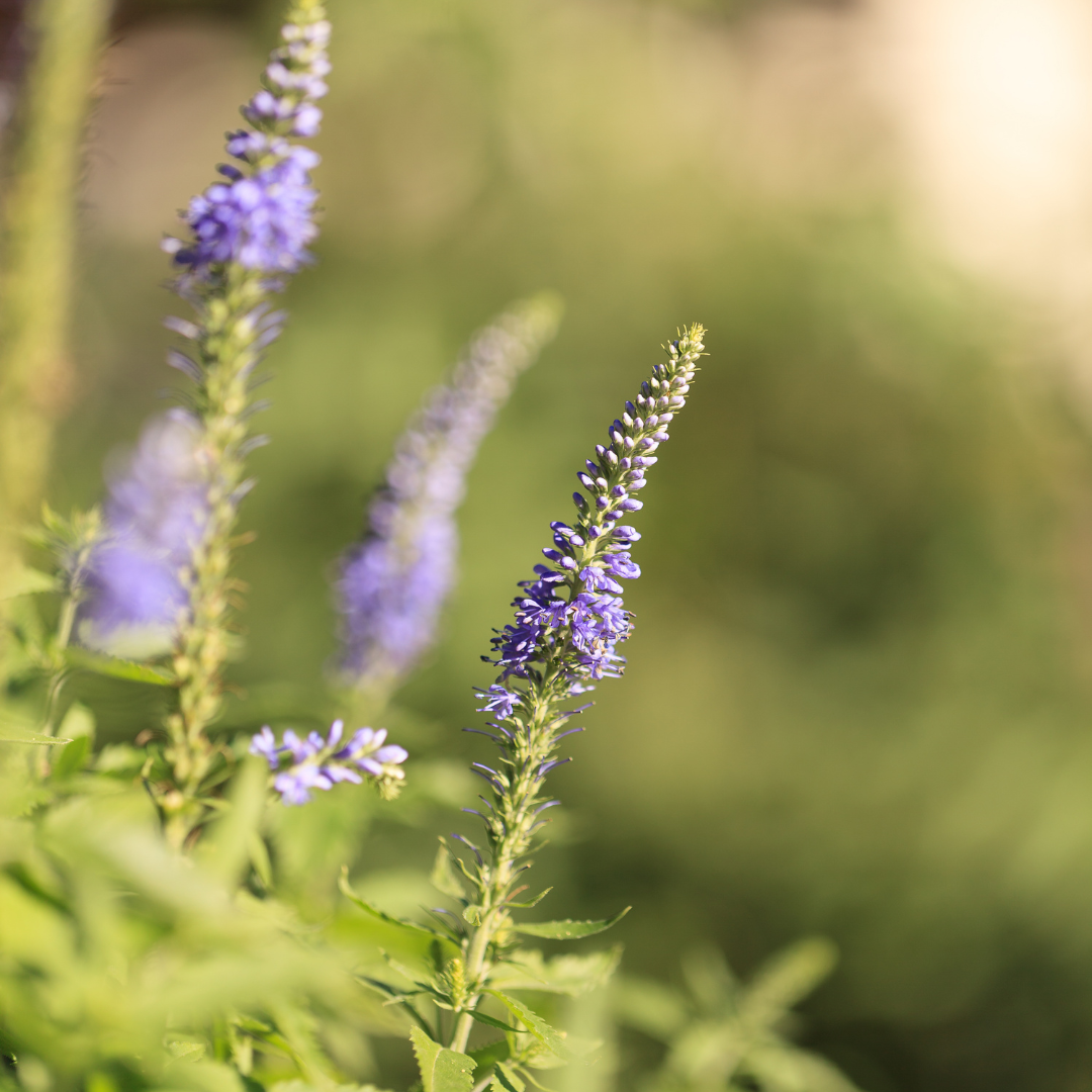 Lavendin Essential Oil