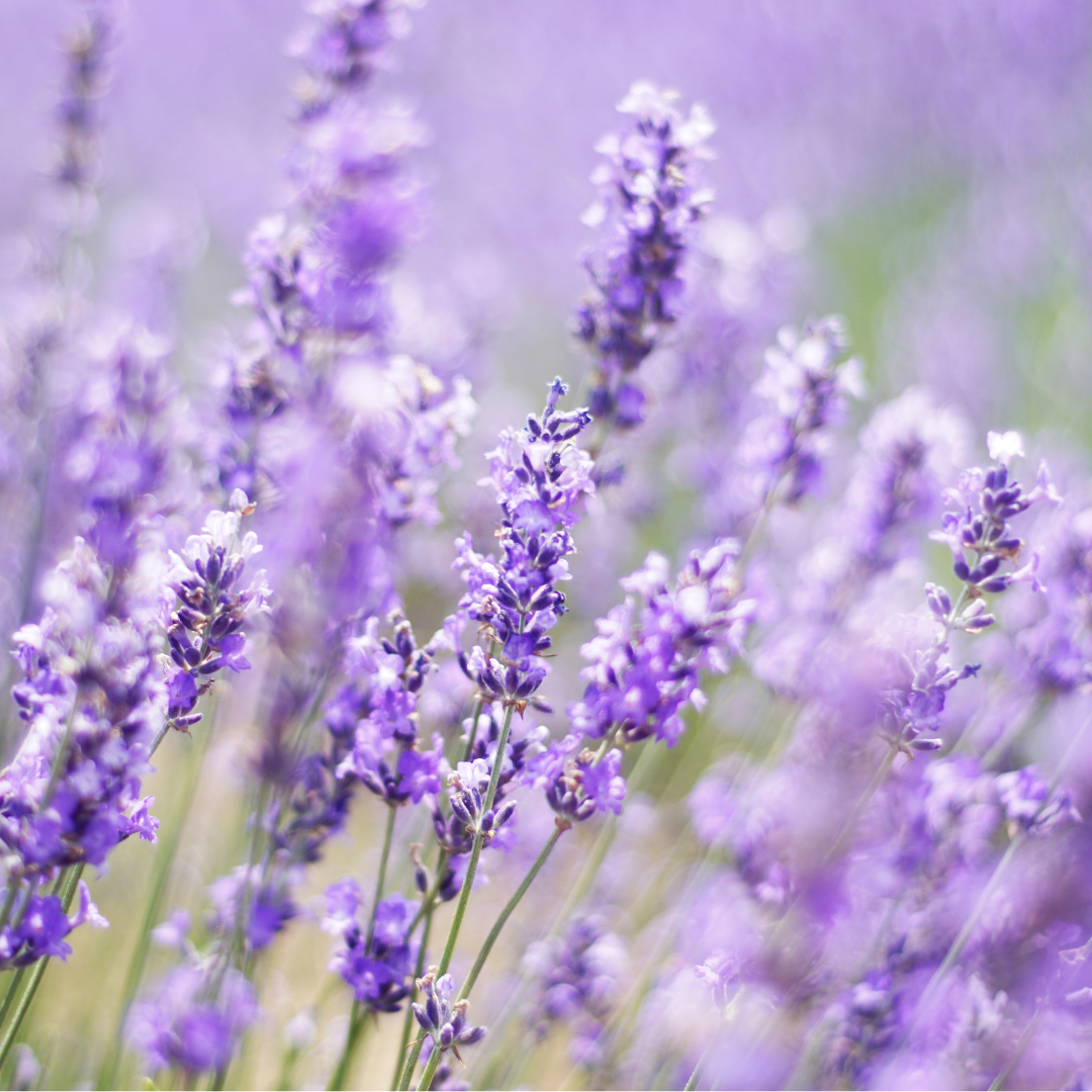 Lavender Essential Oil