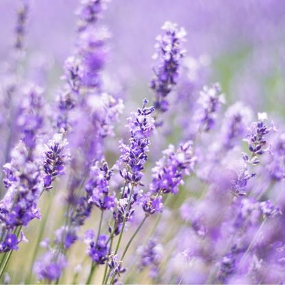 Lavender Essential Oil