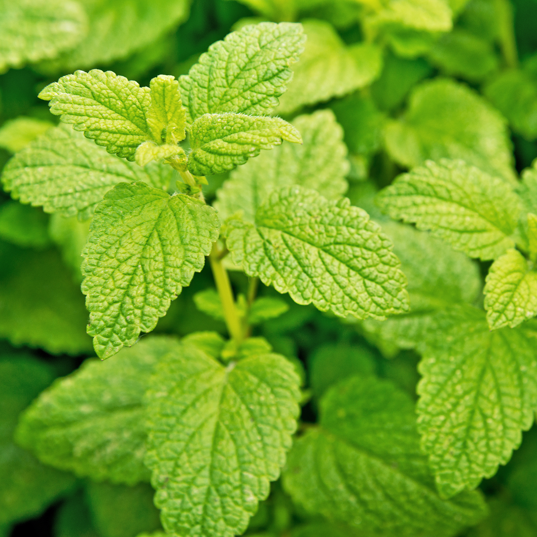 Lemon balm Essential Oil