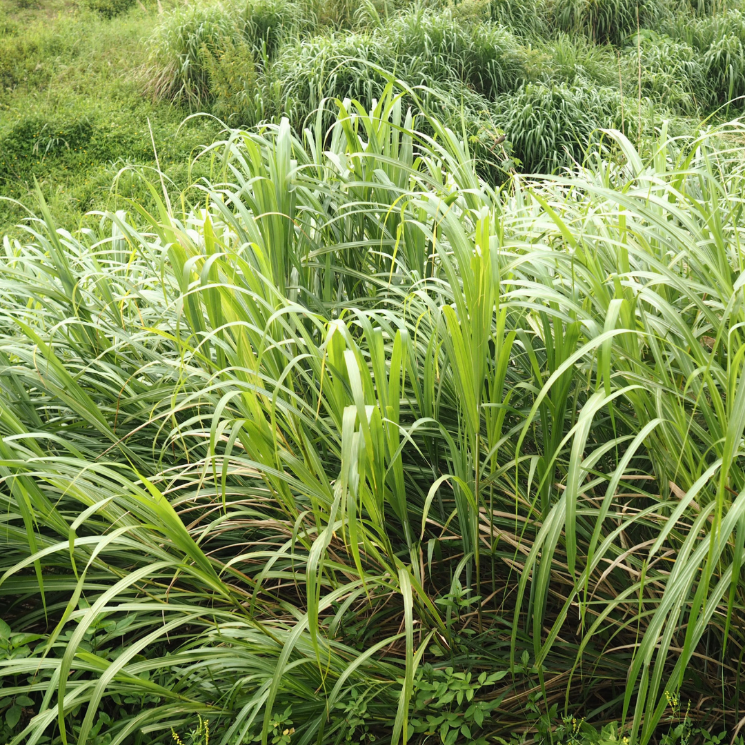Cymbopogon citratus- Lemongrass Glycerite