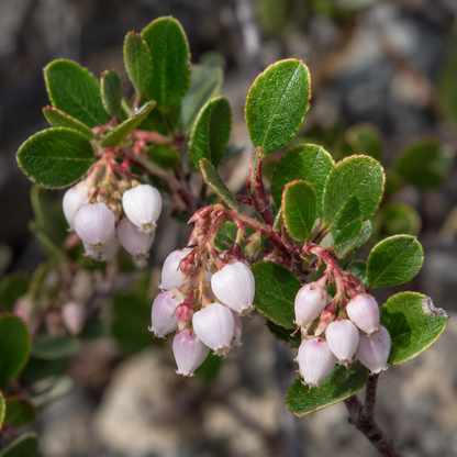 Manzanita Flower Esence Drop