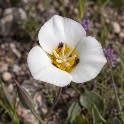 Mariposa Lily Flower Essence Drop