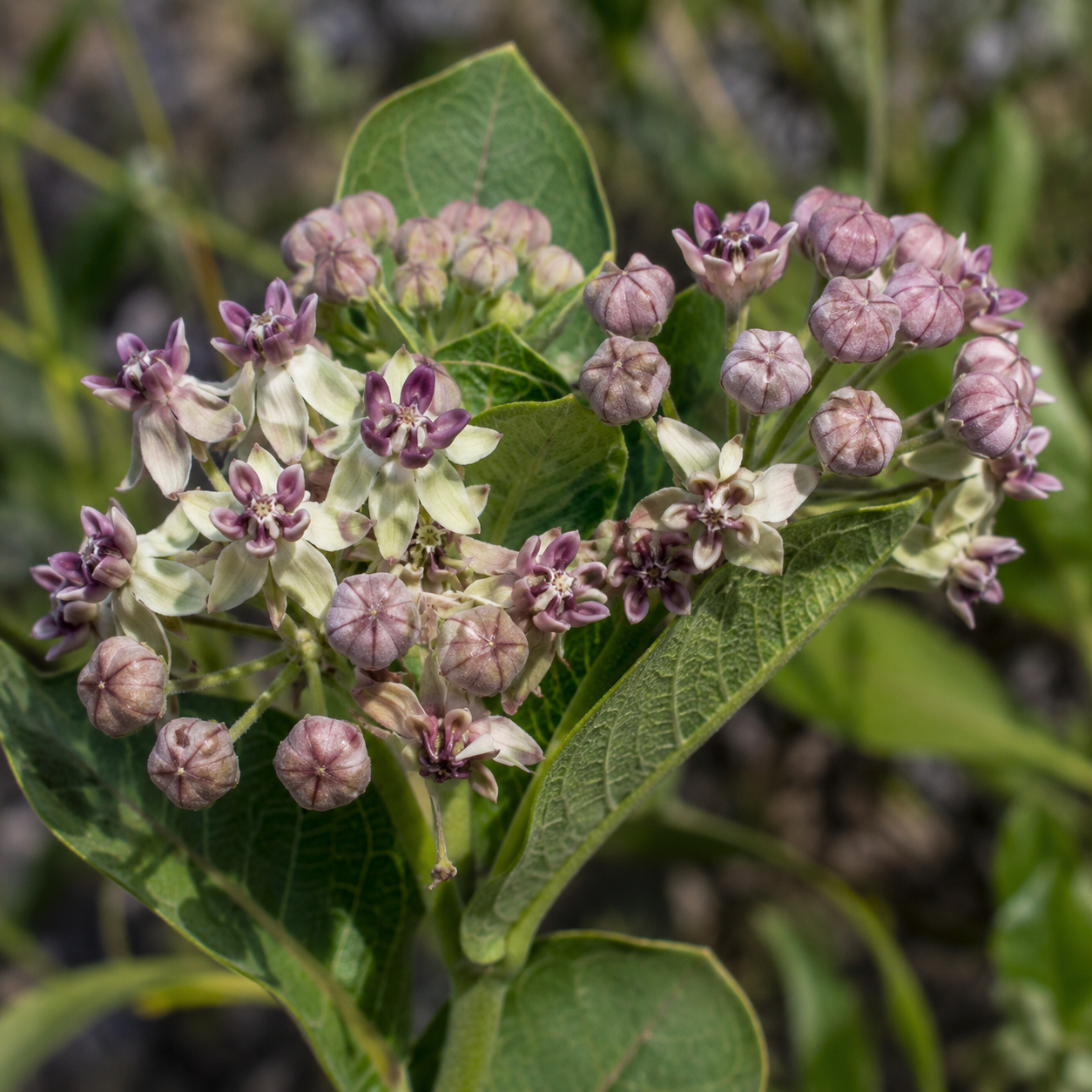 Milkweed Flower Essence Drop