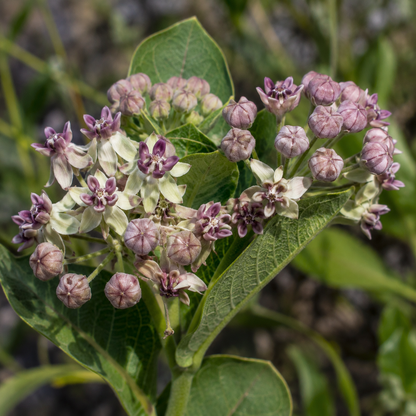Milkweed Flower Essence Drop