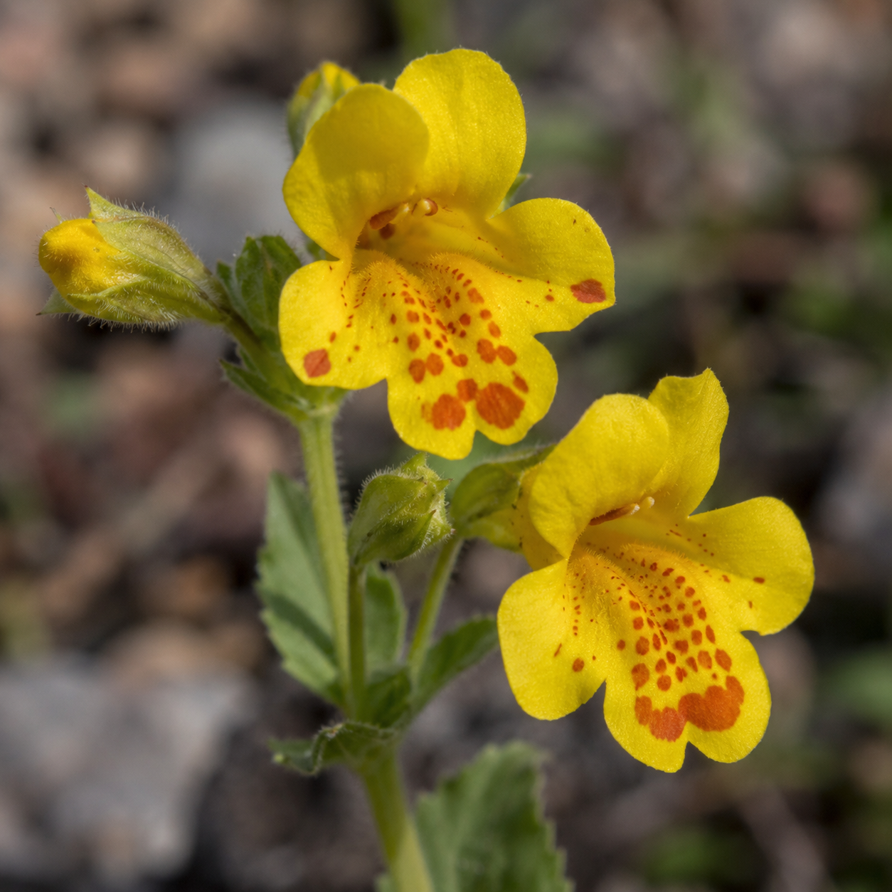 Mimulus Flower Essence Drop