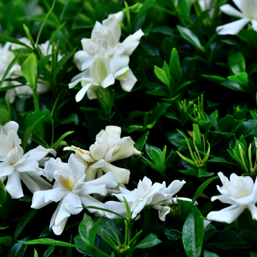 Monoi Gardenia Essential Oil